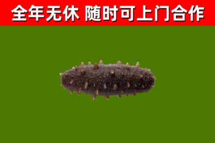 丰润烟酒回收干海参.jpg
